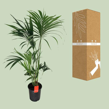 Kentia-Palme Howea Forsteriana – Zimmerpflanze Ø24cm ↕130cm – pflegeleichte tropische Grünpflanze mit eleganten Wedeln für Wohnzimmer Büro & Wintergarten