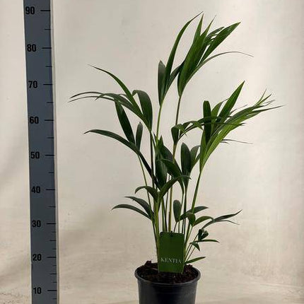 Kentiapalme – Howea Forsteriana – Zimmerpflanze – Ø19cm – ↕90cm – Elegante, pflegeleichte Palme für stilvolle Wohnräume