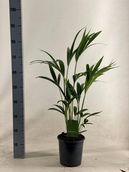 Kentiapalme – Howea Forsteriana – Zimmerpflanze – Ø19cm – ↕90cm – Elegante, pflegeleichte Palme für stilvolle Wohnräume