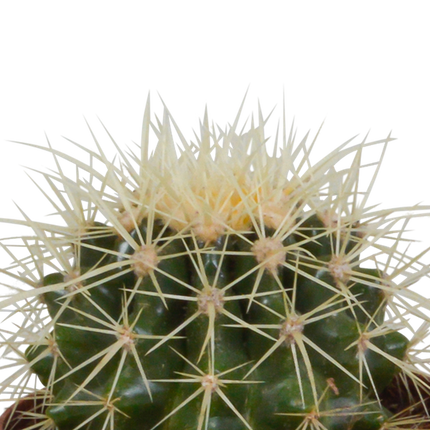 Kaktus Bolcactus Mix – 3 Pflanzen – Ø8,5cm Zimmerpflanzen im Terrakotta-Topf – Verschiedene Kugelkakteen – Pflegeleichte Sukkulenten für Fensterbank, Büro & Wohnzimmer