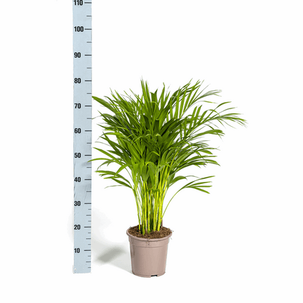 Dypsis Areca Lutescens – Goldfruchtpalme – Zimmerpflanze Ø19cm ↕80-100cm – Federartige Blätter – Tropisches Flair – Pflegeleicht