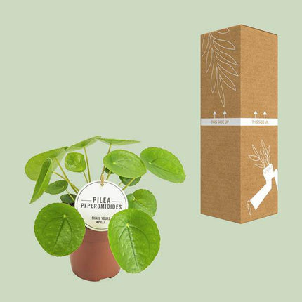 Chinesischer Geldbaum – Pilea Peperomioides – dekorative Zimmerpflanze – pflegeleicht & luftreinigend – Ø13cm – Höhe ca. 20cm