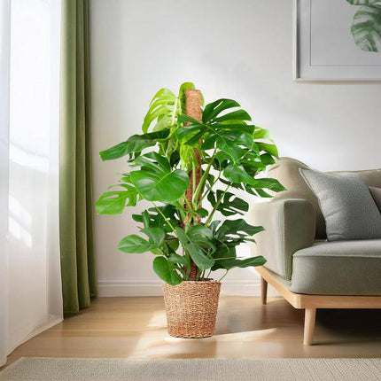 Monstera Deliciosa – Köstliches Fensterblatt – Zimmerpflanze – 120 cm – Ø24 cm – inkl. Pflanzkorb Torun – Trendige Blattstruktur, pflegeleicht, tropisches Flair