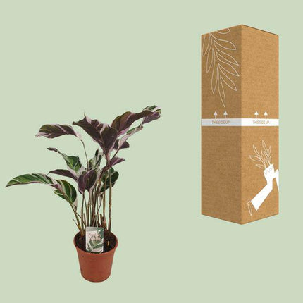 Calathea Fusion White Zimmerpflanze Ø14cm ↕40cm – pflegeleichte Grünpflanze für Wohnzimmer, Büro & helle Standorte kaufen