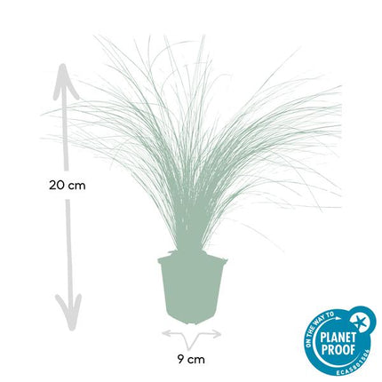 Federgras Stipa tenuissima 'Pferdeschwänze' – ↕10-25cm – Ø9cm – 60 Pflanzen – Luftiges, graziles Ziergras – Blüte Mai–September – Pflegeleicht für Garten & Beete