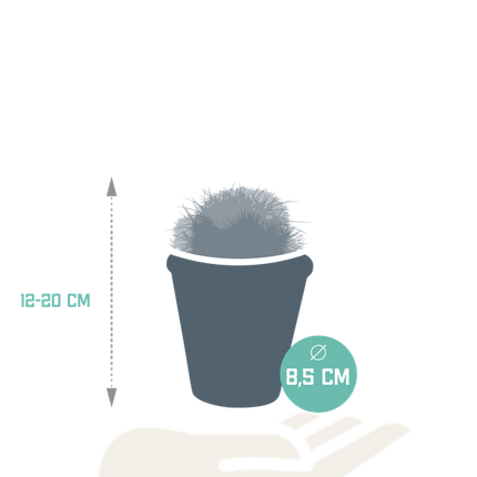Kaktus Bolcactus Mix – 3 Pflanzen – Ø8,5cm Zimmerpflanzen im Terrakotta-Topf – Verschiedene Kugelkakteen – Pflegeleichte Sukkulenten für Fensterbank, Büro & Wohnzimmer