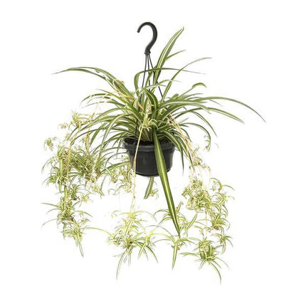 Grünlilie Chlorophytum Comosum Variegatum – Ø14cm – ↕55cm – Pflegeleichte Zimmerpflanze mit luftreinigender Wirkung – Buntblättrige Spinnenpflanze für Wohnzimmer, Büro & Schlafzimmer