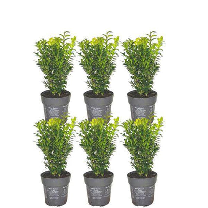 Buchsbaum – Buxus Sempervirens – immergrüne Heckenpflanze – 6 Pflanzen – Gesamt 1m Länge – Ø12cm – 20cm hoch – pflegeleichte Gartenpflanze