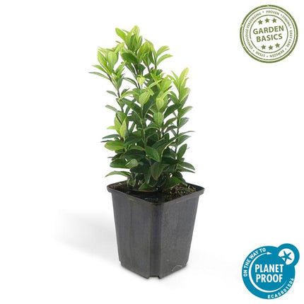 Japanischer Spindelstrauch Euonymus japonicus 'Green Spire' – 12 Pflanzen – ↕10-25cm – Ø9cm – Buchsbaum-Ersatz, Hecke & Solitär – Immergrün & pflegeleicht