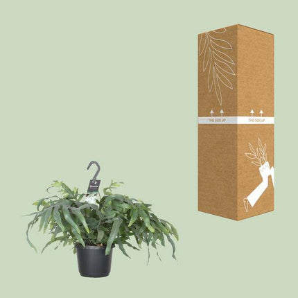 Tüpfelfarn – Phlebodium Aureum Blue Star – Zimmerpflanze – Ø17cm ↕50cm – Luftreinigender Goldfarn – Pflegeleicht – Blaue Wedel