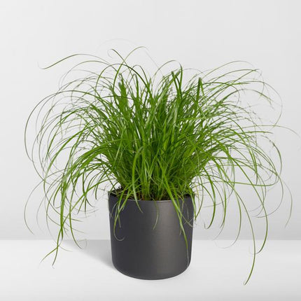 Katzengras Cyperus alternifolius Zimmerpflanze Ø12cm ↕20cm – pflegeleichte Grünpflanze für Wohnzimmer, Büro & helle Standorte kaufen