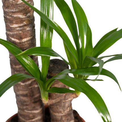 Palmlilie Yucca Elephantipes Zimmerpflanze Ø17cm ↕85cm – pflegeleichte Grünpflanze für Wohnzimmer, Büro & helle Standorte kaufen