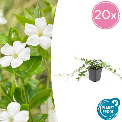 Immergrün – Vinca minor 'Alba' – Bodendeckerpflanze – Ø9 cm – 20 Pflanzen – Weiße Blüten – Sonne & Schatten