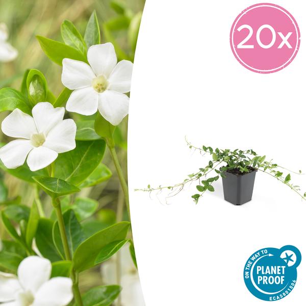 Immergrün – Vinca minor 'Alba' – Bodendeckerpflanze – Ø9 cm – 20 Pflanzen – Weiße Blüten – Sonne & Schatten