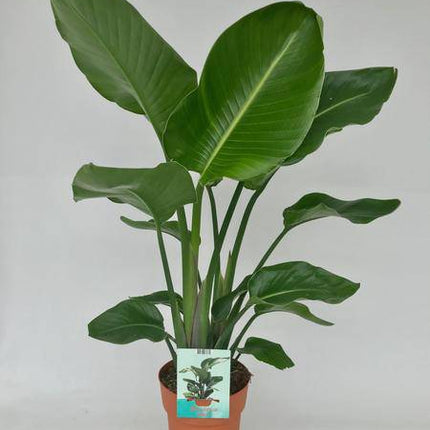 Baum-Strelitzie – Strelitzia Nicolai – Weißer Paradiesvogel – Zimmerpflanze – Ø19cm – 95cm hoch – exotische tropische Pflanze