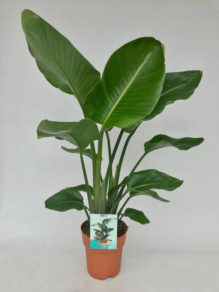 Baum-Strelitzie – Strelitzia Nicolai – Weißer Paradiesvogel – Zimmerpflanze – Ø19cm – 95cm hoch – exotische tropische Pflanze