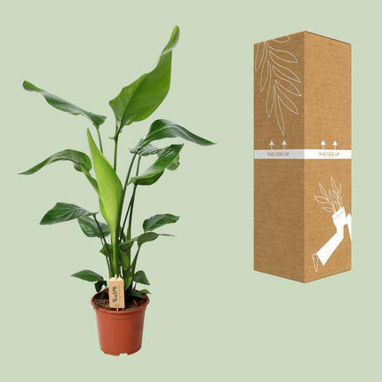Baum-Strelitzie – Strelitzia Nicolai – Zimmerpflanze – Ø19cm – ↕90cm – Exotische Paradiesvogelblume – Tropische & pflegeleichte Grünpflanze für Innenräume