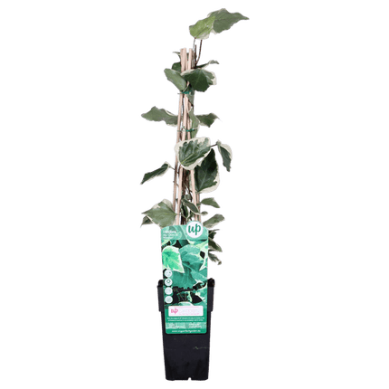 Bunter Efeu Hedera algeriensis ‘Gloire de Marengo’ Kletterpflanze Ø15cm ↕65cm – winterharte Pflanze für Garten, Balkon, Terrasse, Kübel & Beet