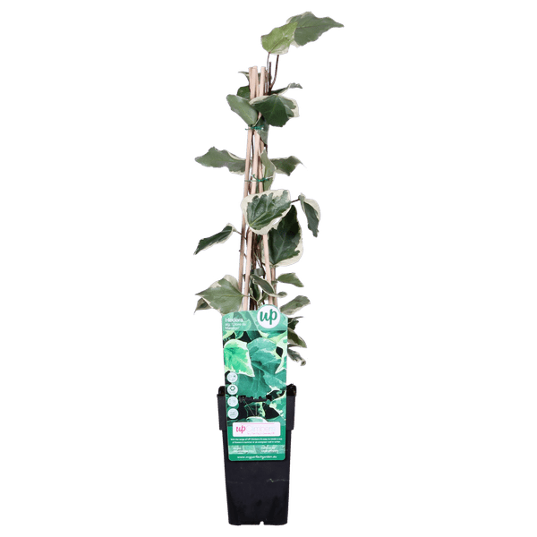 Bunter Efeu Hedera algeriensis ‘Gloire de Marengo’ Kletterpflanze Ø15cm ↕65cm – winterharte Pflanze für Garten, Balkon, Terrasse, Kübel & Beet
