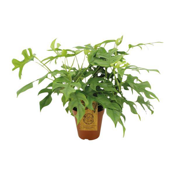 Fensterblatt Monstera Minima – Zimmerpflanze – Ø15cm – 40 cm hoch – Halbschatten – Pflegeleicht – Gefensterte Blätter