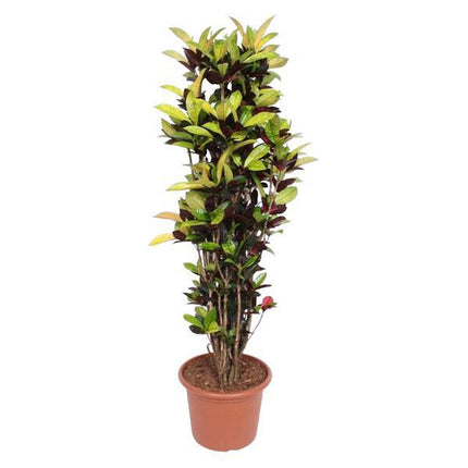 Wunderstrauch – Codiaeum Iceton Croton – Zimmerpflanze ca. 190cm Höhe – Ø45cm – dekorative Pflanze mit bunten Blättern für Wohnzimmer & Büro
