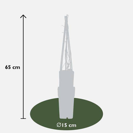Wilder Wein Parthenocissus quinquefolia Engelmannii – Schnellwachsende Kletterpflanze – Selbsthaftend – 65cm Höhe Ø15cm – 4 Pflanzen – Winterhart & pflegeleicht