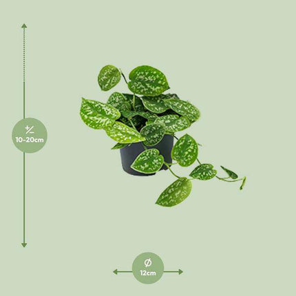 Efeutute Scindapsus Pictus Zimmerpflanze Ø12cm ↕20cm – pflegeleichte Grünpflanze für Wohnzimmer, Büro & helle Standorte kaufen