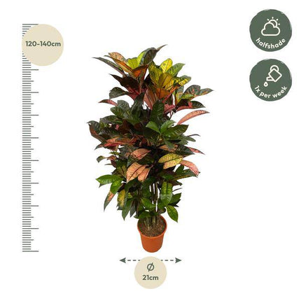 Codiaeum Croton Iceton – Wunderstrauch – Bunte Zimmerpflanze mit Farbspiel – Exotische Blätter – Ø24cm – ↕120cm