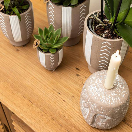 Sukkulente Echeveria Miranda – Grüne Zimmerpflanze – Rosettenform – Ø9cm – Pflegeleicht & Dekorativ