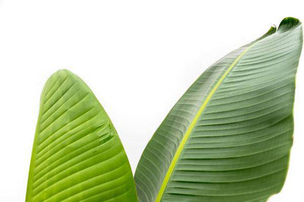 Baum-Strelitzie – Strelitzia Augusta – Zimmerpflanze – 210cm – Ø30cm – Weißer Paradiesvogel mit großen Blättern für Wohnzimmer und Büro