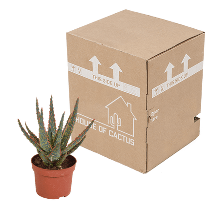 Sukkulente Aloe Zebrina Dannyz – Zimmerpflanze Ø10,5cm – Sternförmige Blätter mit orangefarbenen Akzenten – Pflegeleicht & dekorativ
