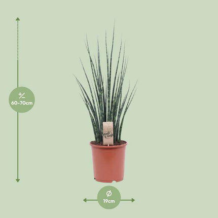 Bogenhanf – Sansevieria Fernwood Mikado – Zimmerpflanze – Ø19cm – ↕80cm – Schwiegermutterzunge – pflegeleicht & luftreinigend – elegante Schlangenpflanze für Zuhause & Büro