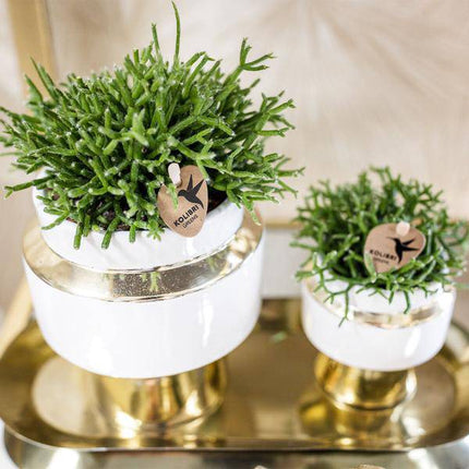 Sukkulenten 2er – Set in eleganten Le Chic Keramiktöpfen – Ø9cm – Pflegeleichte Grünpflanzen – Weiß mit goldenen Details – Dekoratives Pflanzen