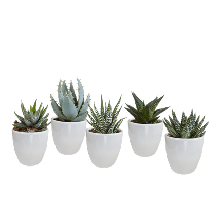 Sukkulenten Mix Gasteria & Haworthia – 5 Pflanzen – Ø5,5cm Zimmerpflanzen im weißen Topf – Verschiedene Mini-Sukkulenten – Pflegeleichte Pflanzen für Fensterbank, Büro & Wohnzimmer