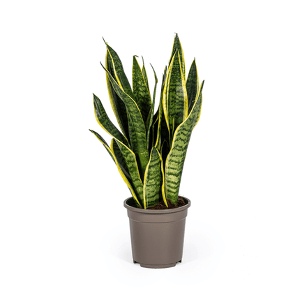 Bogenhanf Sansevieria Trifasciata Futura Superba – Zimmerpflanze – Ø17 cm Topf – Höhe 50-55 cm – Robust & pflegeleicht