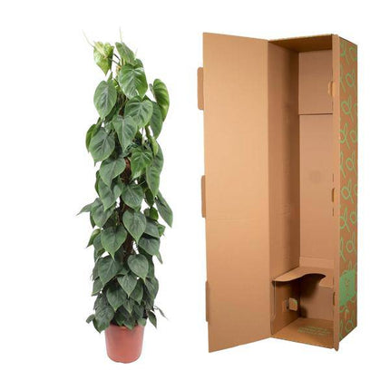 Baumfreund Philodendron Scandens – Moosstock – Zimmerpflanze 150cm – Ø27cm – Tropische Kletterpflanze mit herzförmigen Blättern – Luftreinigende Rankpflanze für Wohnzimmer, Büro & Indoor-Deko