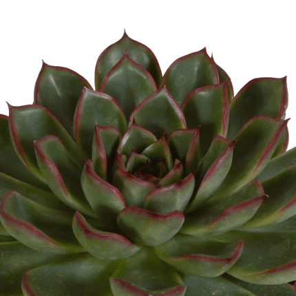 Steinrose Echeveria Mix – 3 Pflanzen Ø10,5cm – Farbenfrohe Sukkulenten – Zimmerpflanzen – Pflegeleicht & dekorativ – Direkt vom Erzeuger