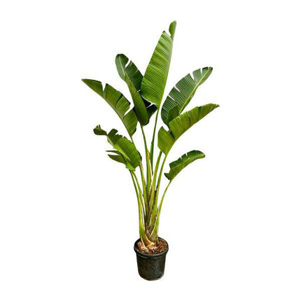 Baum-Strelitzie – Strelitzia Augusta – Zimmerpflanze – 250cm – Ø45cm – Weißer Paradiesvogel mit großen Blättern und exotischen Blüten für Wohnzimmer, Wintergarten und Büro