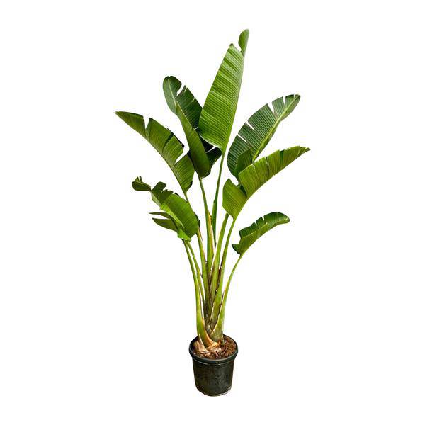 Baum-Strelitzie – Strelitzia Augusta – Zimmerpflanze – 250cm – Ø45cm – Weißer Paradiesvogel mit großen Blättern und exotischen Blüten für Wohnzimmer, Wintergarten und Büro