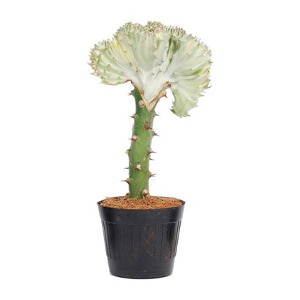 Euphorbia lactea Cristata Weiß – Drachenknochenkaktus – Sukkulente Zimmerpflanze – Exotische Rarität – Pflegeleicht – ↕30cm – Ø10,5cm