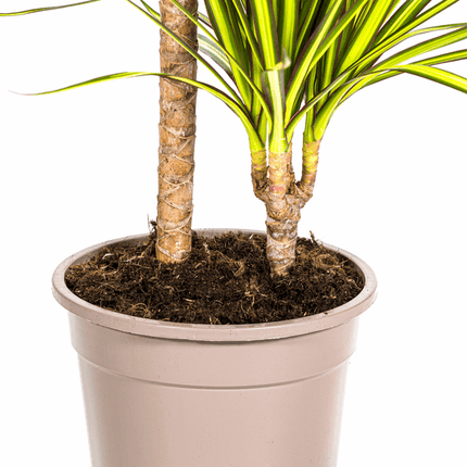 Dracaena Marginata Sunray Drachenbaum – Zimmerpflanze Ø19cm – ca. 80-100cm hoch – Tropischer Akzent mit grünen und gelben Blättern