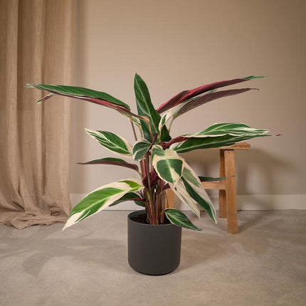 Calathea Triostar – Ø17cm H60cm – Tropische Zimmerpflanze mit rosa – grün – weißem Blattmuster – Pflegeleicht – Für indirektes Licht – Luftreinigend