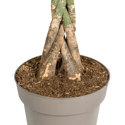 Glückskastanie – Pachira Aquatica – Zimmerpflanze – Ø27cm – Höhe 140-150cm – Geflochtener Stamm & glänzende Blätter – Exotisch & pflegeleicht