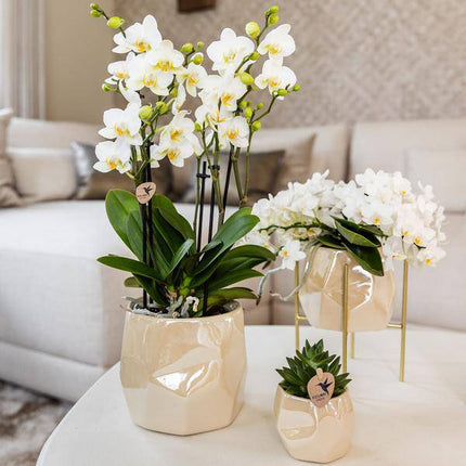 Kombi-Angebot Perlen Travertin Töpfe – 3er-Set Ø6/9/12 cm – stilvolle Keramik-Pflanzgefäße für Orchideen, Sukkulenten & Zimmerpflanzen