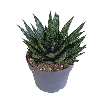 Gasteria d Due – Sukkulente Zimmerpflanze – Dunkelgrün gefleckte Blätter – Höhe ca. 17cm – Pflegeleicht & dekorativ – Direkt vom Züchter