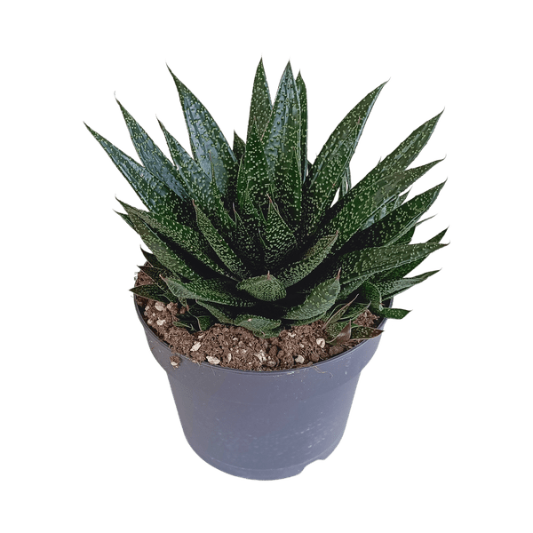 Gasteria d Due – Sukkulente Zimmerpflanze – Dunkelgrün gefleckte Blätter – Höhe ca. 17cm – Pflegeleicht & dekorativ – Direkt vom Züchter