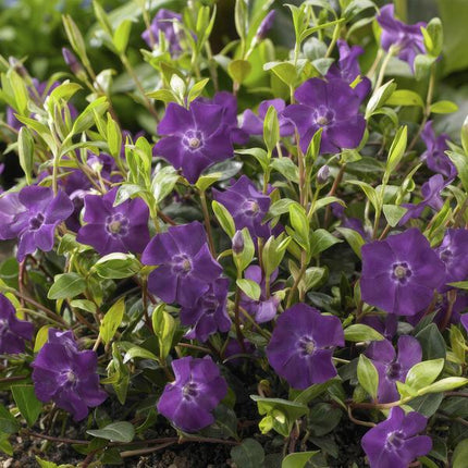 Immergrün – Vinca minor 'Atropurpurea' – ↕10-25cm – Ø9cm – 6 Pflanzen – Bodendecker mit lila Blüten – Sonne & Halbschatten – Pflegeleicht