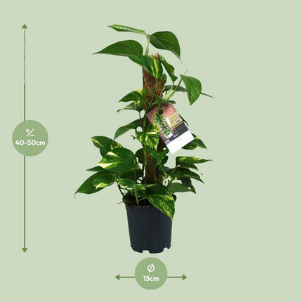 Efeutute – Scindapsus Epipremnum – Zimmerpflanze – Ø15cm – ↕50cm – Rankende Grünpflanze mit üppigem Laub – Pflegeleicht & luftreinigend