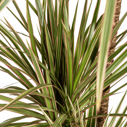 Dracaena Marginata Bicolor – Drachenbaum – Ø21cm – ↕110-130cm – Elegante Zimmerpflanze mit zweifarbigen Blättern – Pflegeleicht & luftreinigend