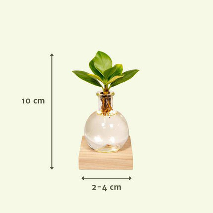 Clusia Hydroponie – Pflanze im Samoa Glas mit LED – Beleuchtung Zimmerpflanze Ø4cm – pflegeleichte Grünpflanze für Wohnzimmer, Büro & helle Standorte